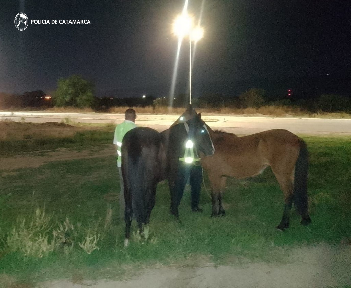 Policías secuestran caballos sueltos en la vía pública 