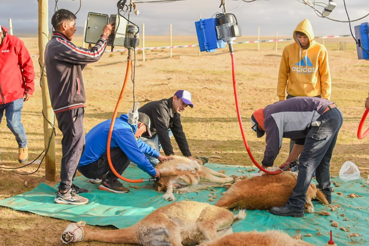 Villa Vil vivió el Chaku comunitario de vicuñas más grande del país