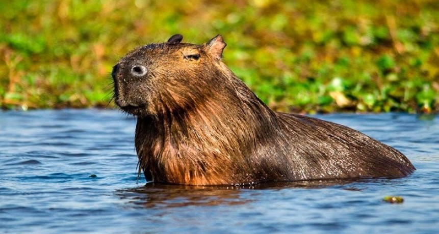 Los Animales más bellos del Litoral Argentino