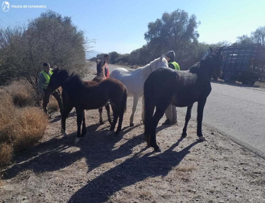 Secuestro de Animales Equinos por la Policía Montada