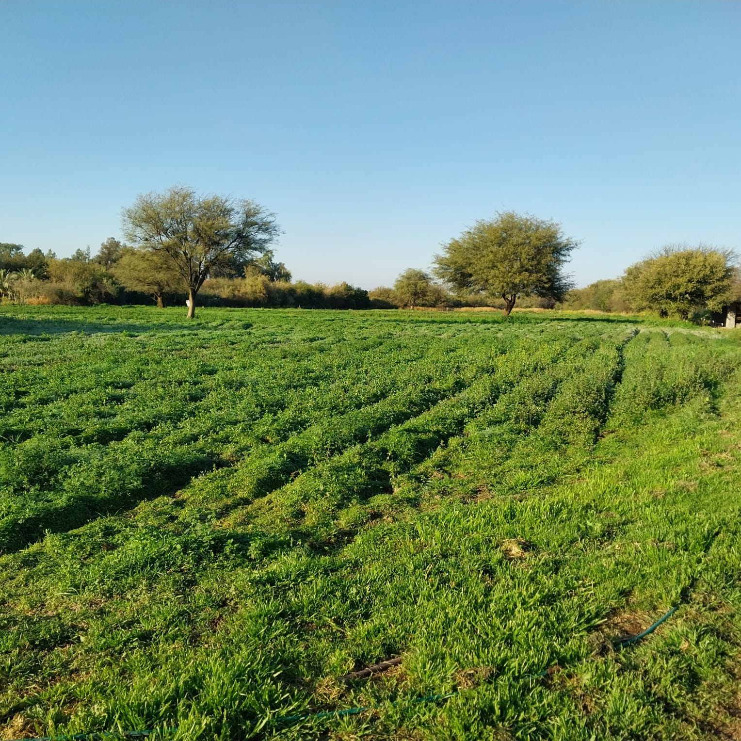 ¿Cómo varía la temperatura media mensual en el Valle Central de Catamarca?