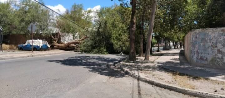 CAYÓ UN ÁRBOL DE GRAN PORTE SOBRE EL CABLEADO EN VALLE VIEJO 